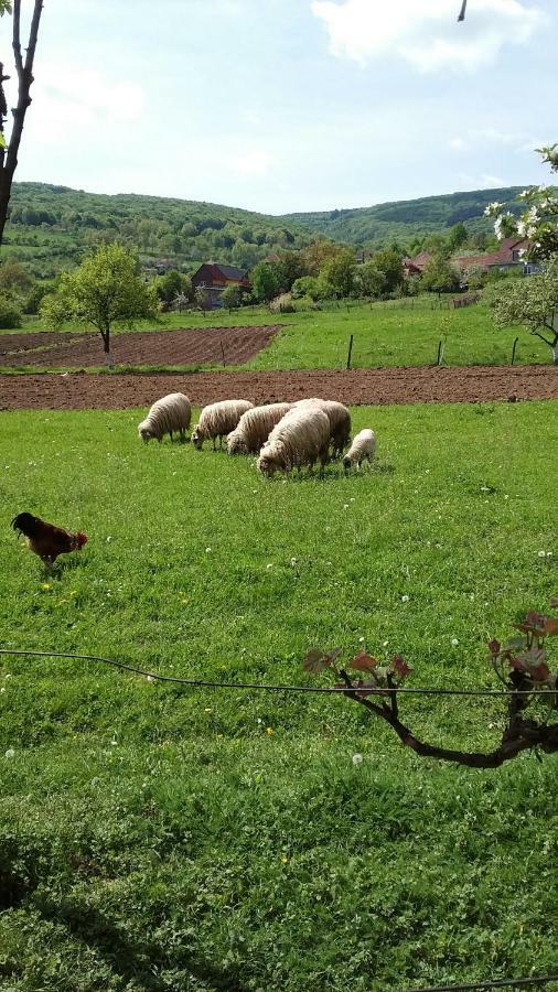 Pensiunea Tarina Suncuius Bagian luar foto